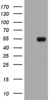 CD5 Antibody