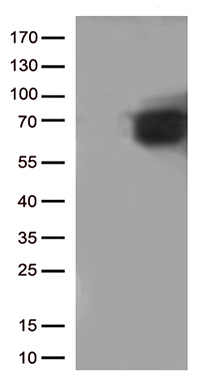 CD5 Antibody