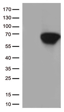 CD5 Antibody
