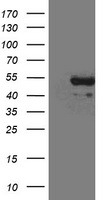 CD5 Antibody
