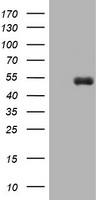 CD5 Antibody