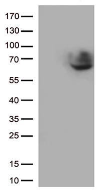 CD5 Antibody