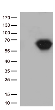 CD5 Antibody