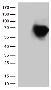 CD5 Antibody