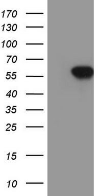 SOX9 Antibody