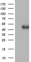 SPATA2L Antibody