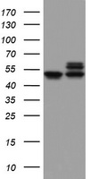 NDUFS2 Antibody