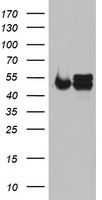 NDUFS2 Antibody