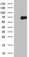 NUMB Antibody