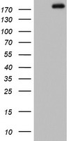 AREB6 Antibody