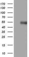 CD4 Antibody