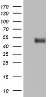 CD4 Antibody