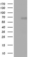 NUMB Antibody