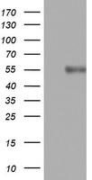 CD4 Antibody