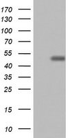 CD4 Antibody