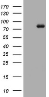 MFN1 Antibody