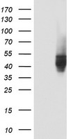 CD4 Antibody
