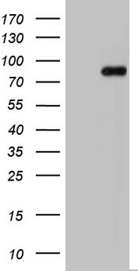 NUMB Antibody
