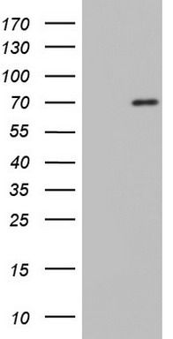 NUMB Antibody