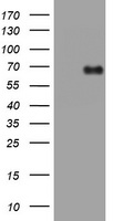 NUMB Antibody