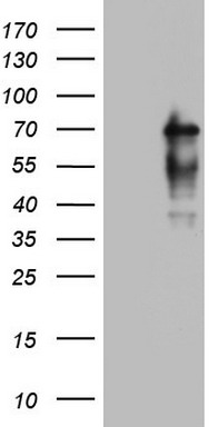NUMB Antibody