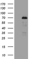 NUMB Antibody