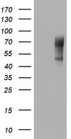 NUMB Antibody
