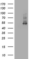 CD4 Antibody