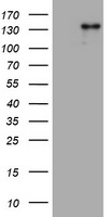 ZEB2 Antibody