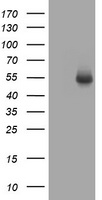 CD4 Antibody