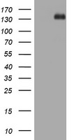 Hamartin Antibody