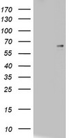 CD5 Antibody
