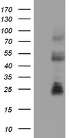 CD8A Antibody