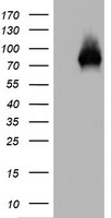 TP63 Antibody