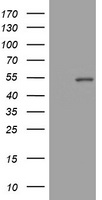 CD4 Antibody