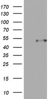 CD4 Antibody