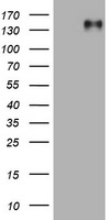 EGFR Antibody