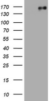 EGFR Antibody