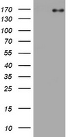 EGFR Antibody