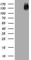 EGFR Antibody