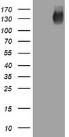EGFR Antibody