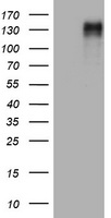 EGFR Antibody