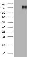 EGFR Antibody