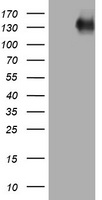 EGFR Antibody