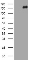 TSC1 Antibody
