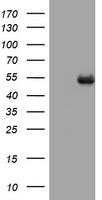 CD4 Antibody