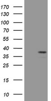 PAX4 Antibody