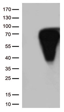 CD5 Antibody