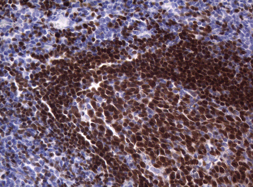PAX5 Antibody