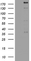 PEG3 Antibody
